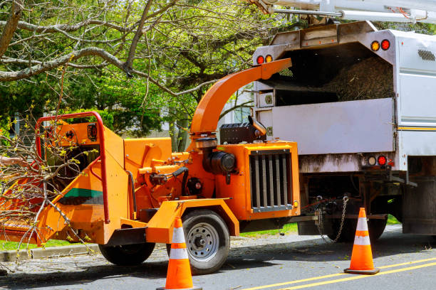 Tree Root Removal in Darlington, SC